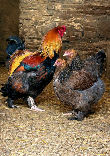 hatching eggs, dark brahma, gold brahma, cream legbar, buff orpington
