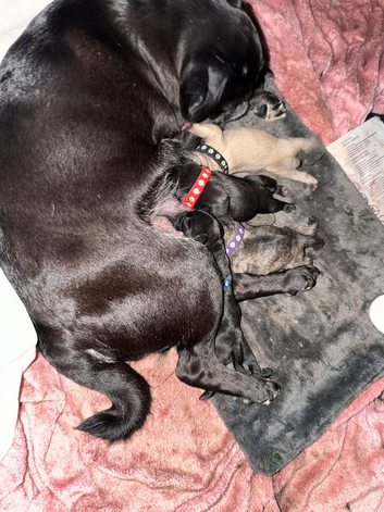 Frug puppies ready December ( ONLY GIRLS LEFT NOW)