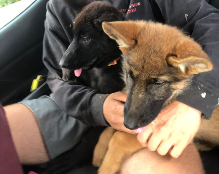 German Shepherds For Sale