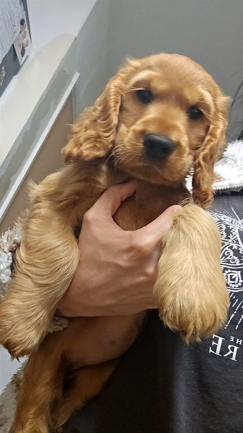 *PENDING COLLEVTION*Show cocker spaniel