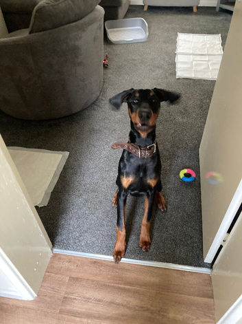 8 month old puppy Doberman for sale