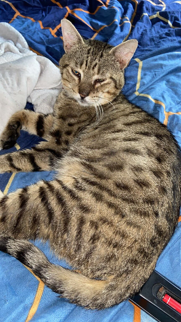 2 year old Bengal Milo