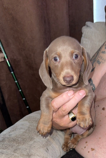 Daschund Bitch for sale