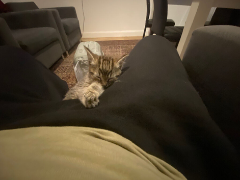 Adorable Tabby kitten