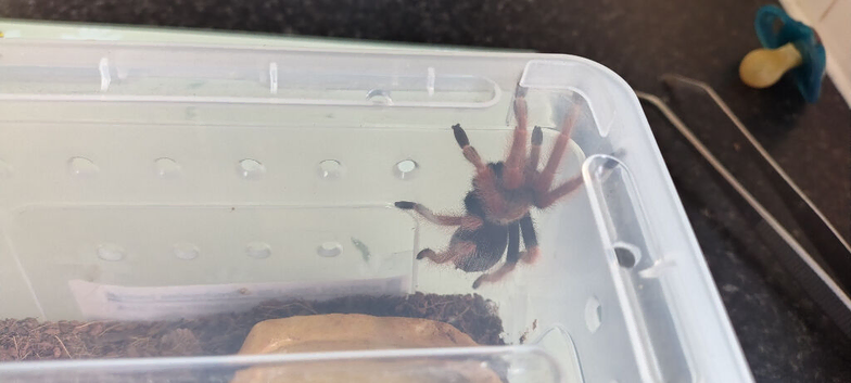 Giant Brazilian white knee / Mexican fireleg