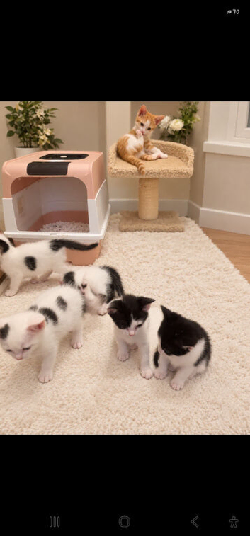 Kittens ready for their forever home