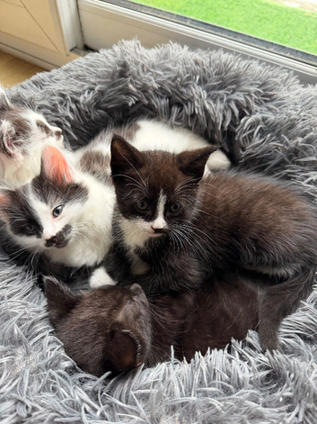 5 kittens for sale