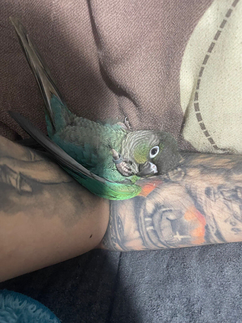 Torquise conure looking for a new home