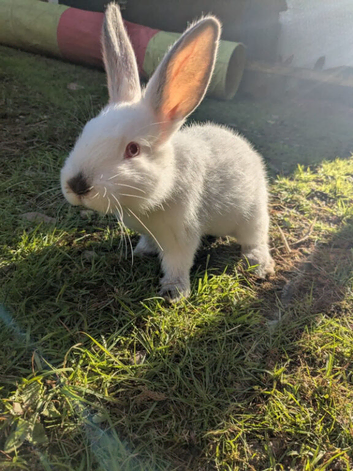 Californian x rabbits