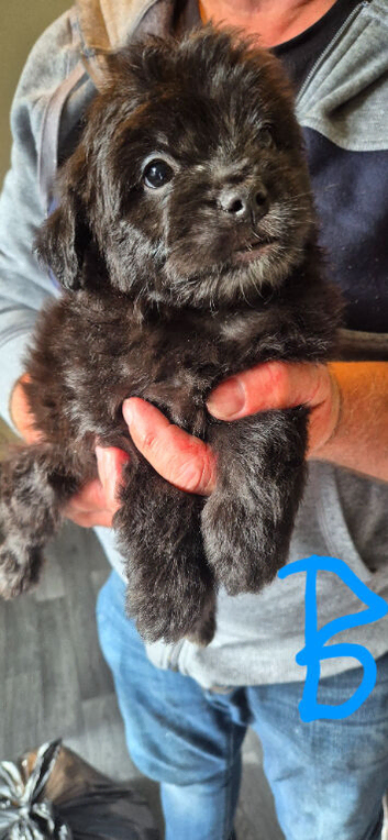 FRENCH BULLDOG X POODLE
