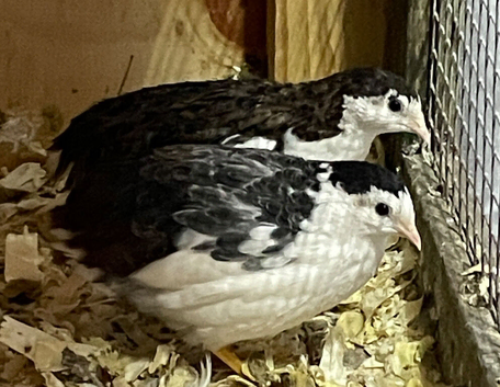 A pair of Chinese Painted Button quail