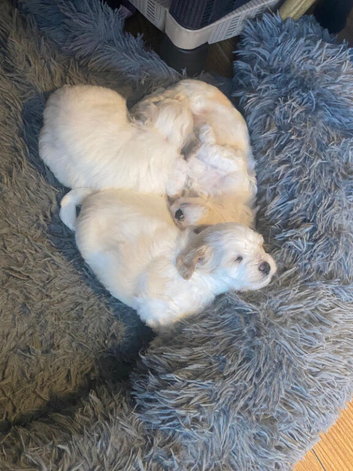 Bichon friz