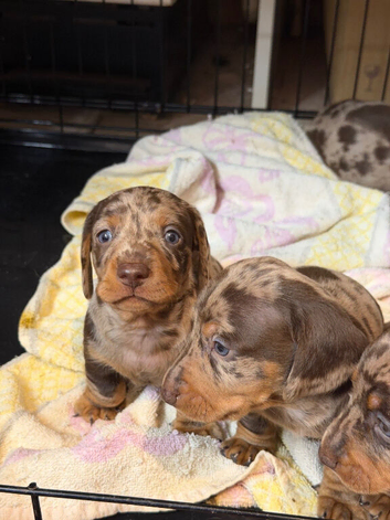 BEAUTIFUL MINIATURE DACHSHUND PUPPIES