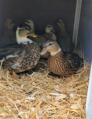 Pair of 2026 unrelated Pied Mallard Call ducks
