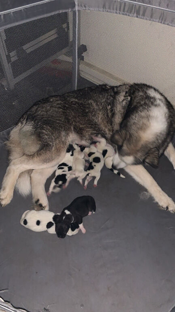 5 pedigree Siberian husky / American Akita long haired puppy's.