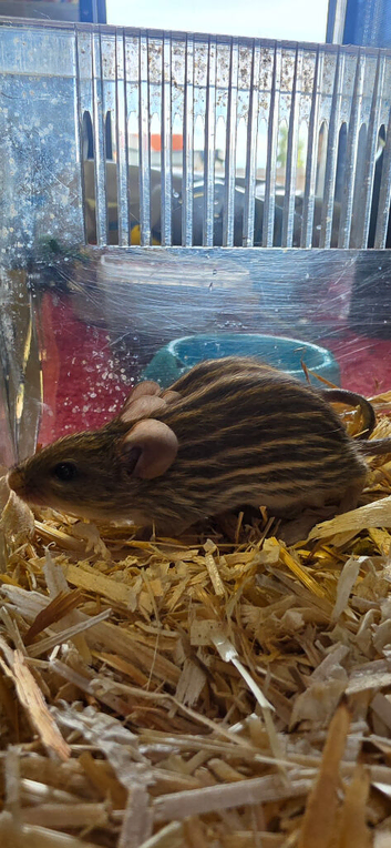 African striped mice/Zebra mice trio