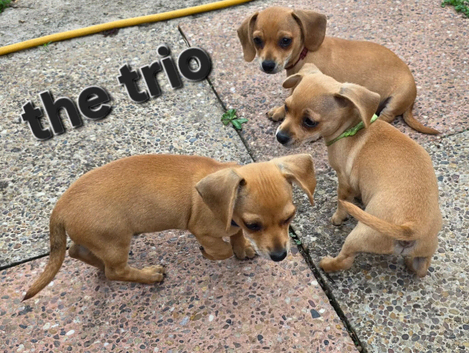 Chiweenie
