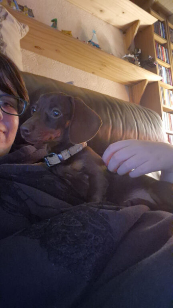 Miniature dachshund
