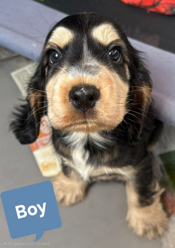 1 Girl and 1 Boy left Show Cocker Spaniel Puppies