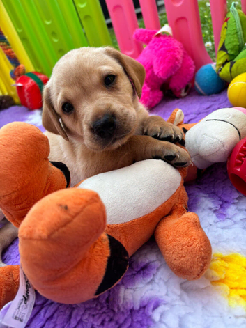 KC Labrador Puppies