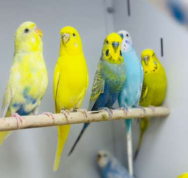 Baby budgies
