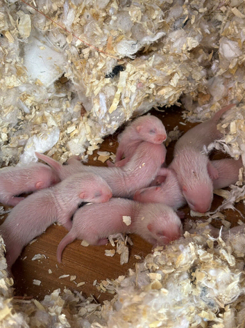 Ferret kits