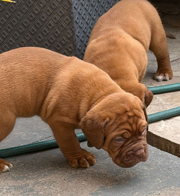 KC Registered Dogue de Bordeaux pups with champions