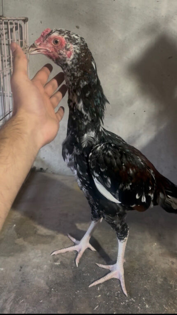 Pure Pakistani aseel youngsters for sale