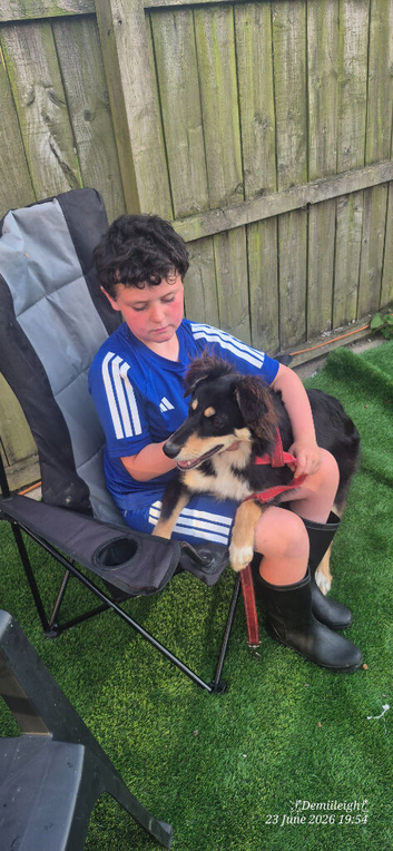 Halo- collie X