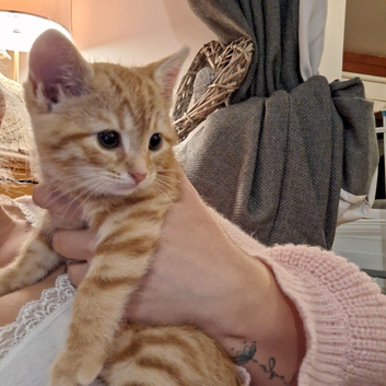 Beautiful fluffy ginger female kitten