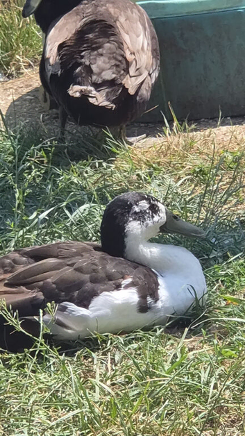 Two male runner duck pets