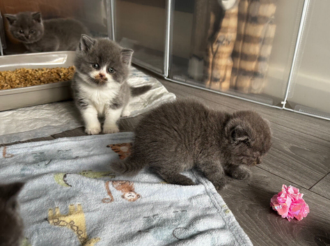 Beautiful Scottish Kittens, Tica Registered