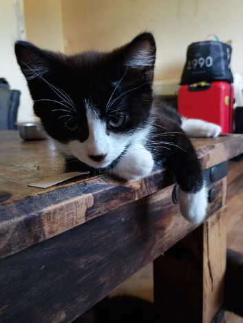 10 week old kittens for sale