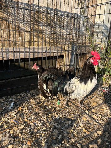 Pair of lakenvelders
