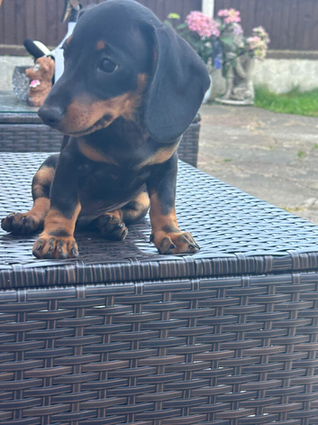 Daschunds
