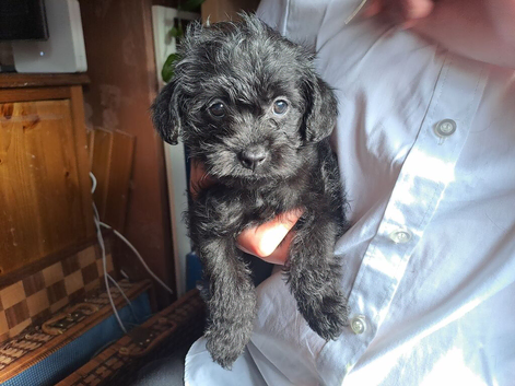 gorgeous happy poodle cross puppies
