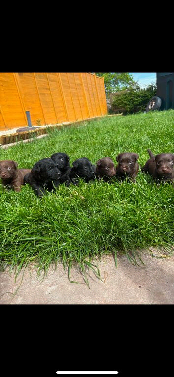 7 beautiful patterdales almost ready for there forever homes