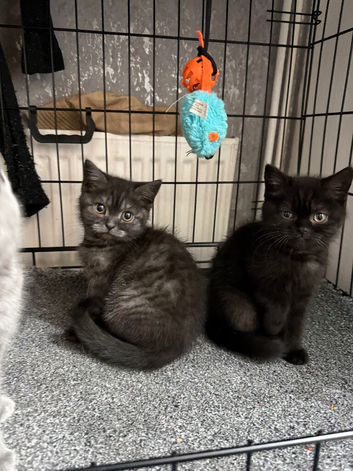 3 full british short hair kittens born 18th march litter trained