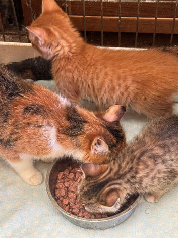Kittens for sale
