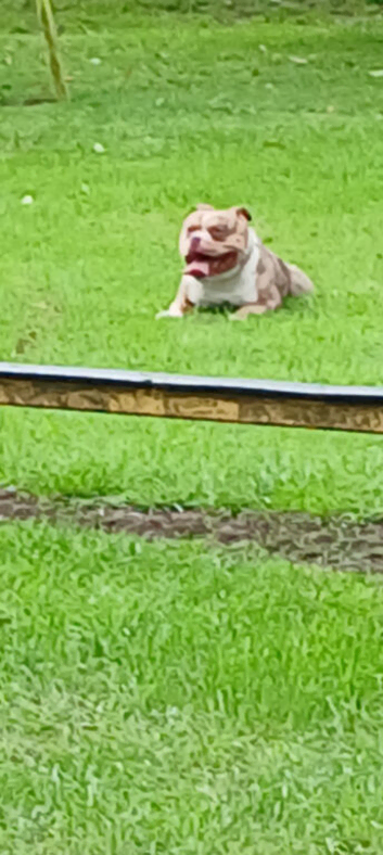 Hi am looking to stud my 3 year old boy