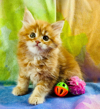 Beautiful TICA Registered Kittens