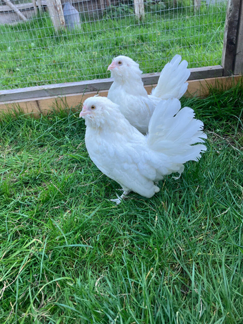 2 young barbu d'Anvers hens, as photographed