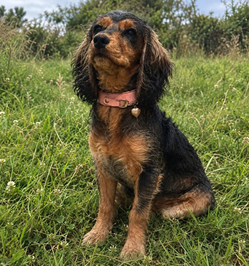 Stunning Coker spaniel girl