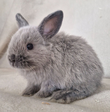 Mini lop X dutch x netherland dwarf