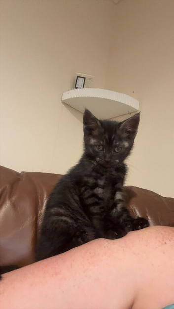 male kitten