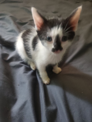 Charlie Bengal/tortoise shell