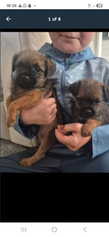 Border terrier pups