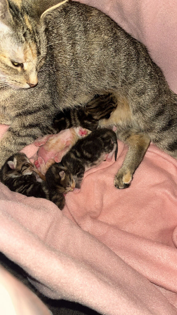 Bengal cross kittens