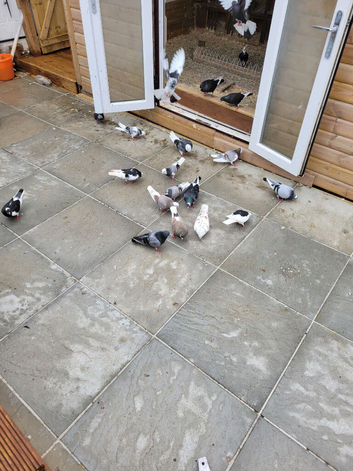 Kits of 15 squeekers&15 last years rollers