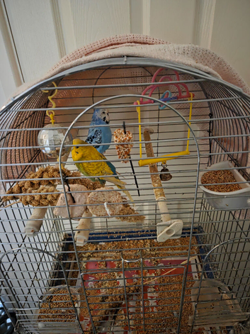 Budgies